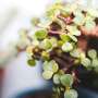 Spekboom is nutritious, water‑wise and edible—so why aren't more South Africans eating it?