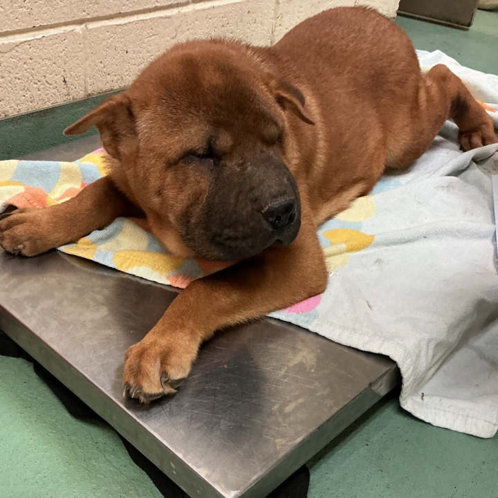 20 dogs removed from groomer's home after client's 4 dogs found dead