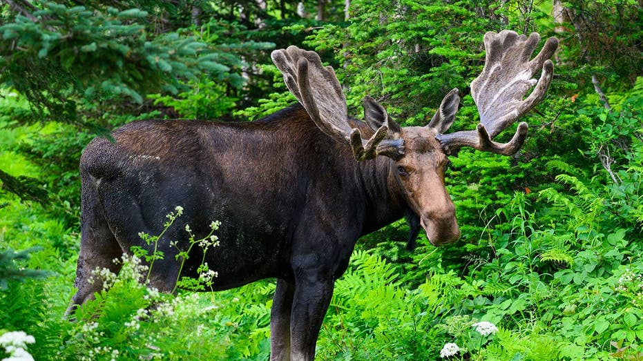Hiker in Colorado takes trip to the hospital after being kicked in the back by a moose