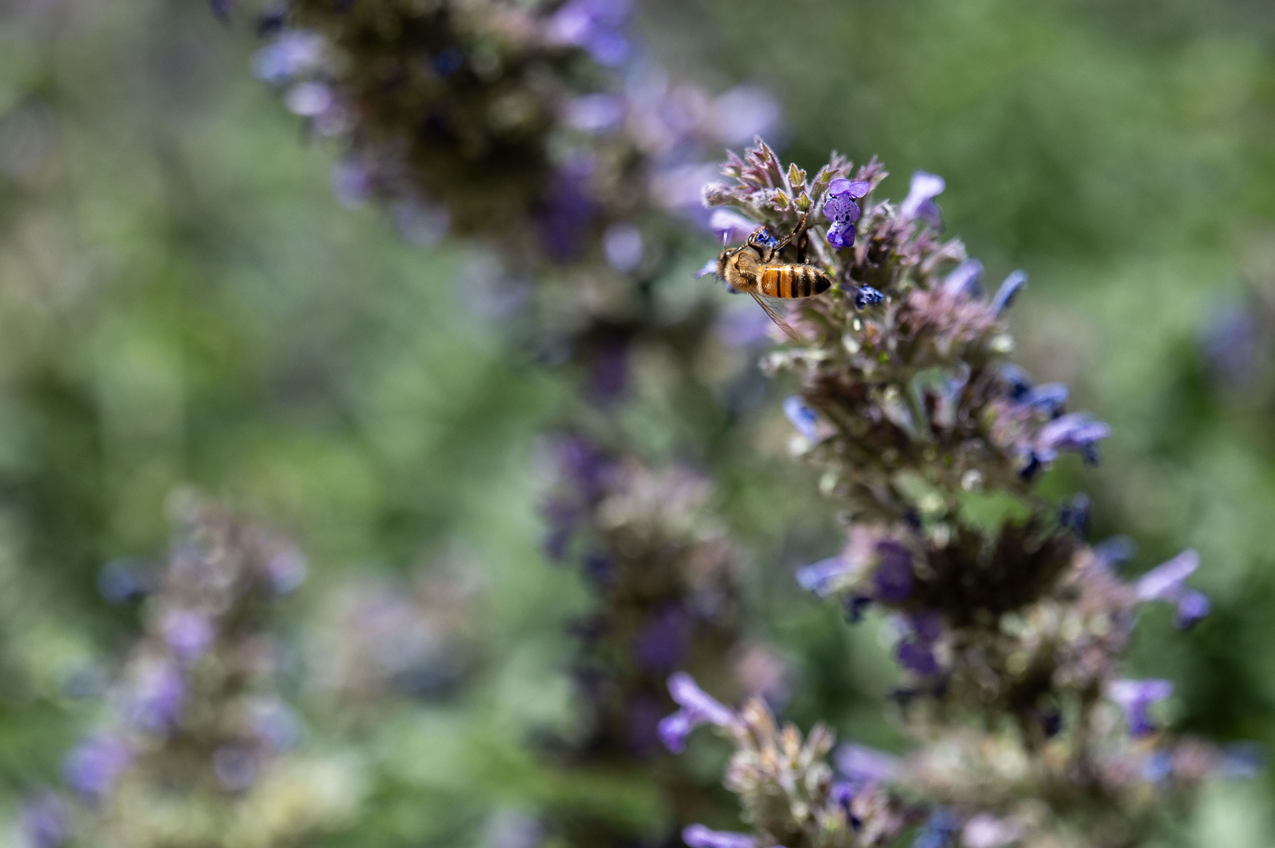 Colorado Gov. Jared Polis issues executive order to boost protections for pollinators
