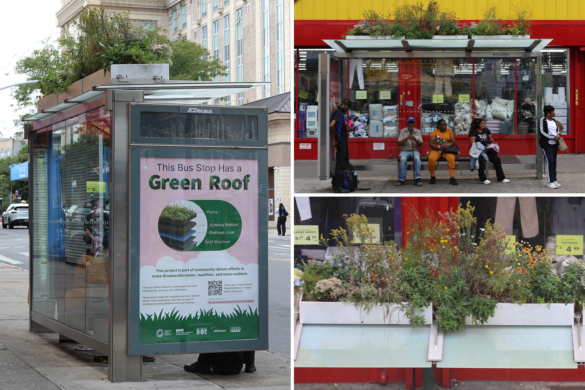 Brooklyn grows first-of-its-kind botanical bus stop aimed at reducing flooding
