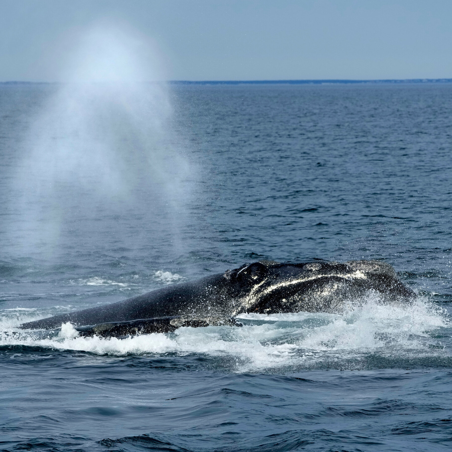 Trump Administration Moves to Gut a Core Endangered Species Protection