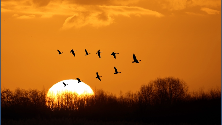 'Lights Out:' Millions of birds to migrate over Washington state