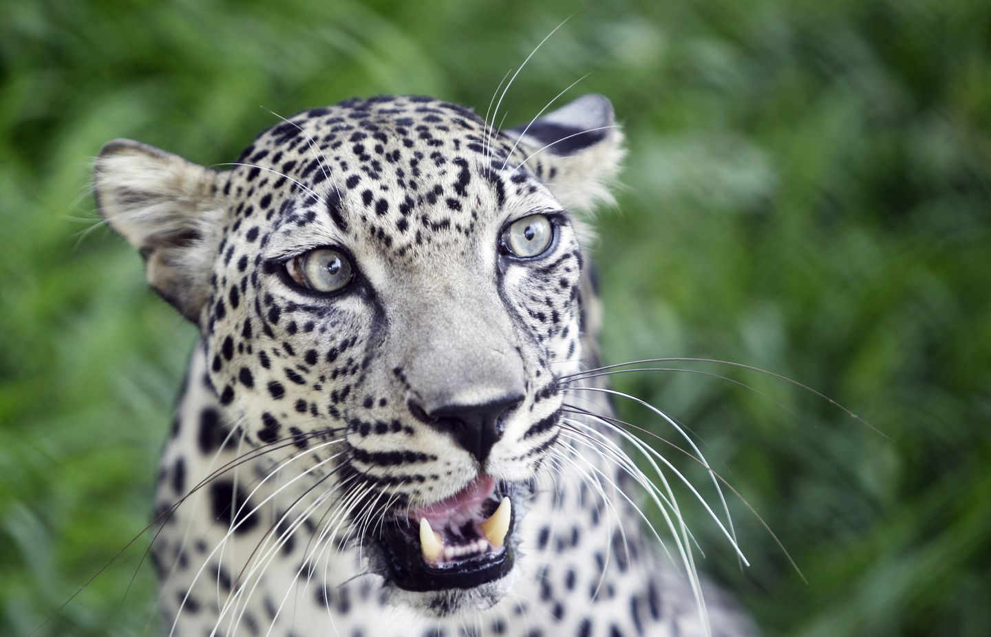 Smithsonian's National Zoo breaks ground on Arabian leopard exhibit, to open in 2029
