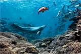 A Bottlenose Dolphin Named Bubbles Chases Fish Until They Throw Up, Then Steals Their Meals