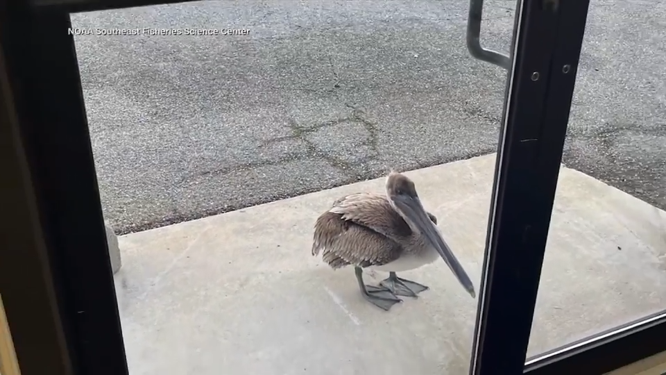Pelican tangled in fishing line knocks at door of Panama City NOAA lab for help from biologists