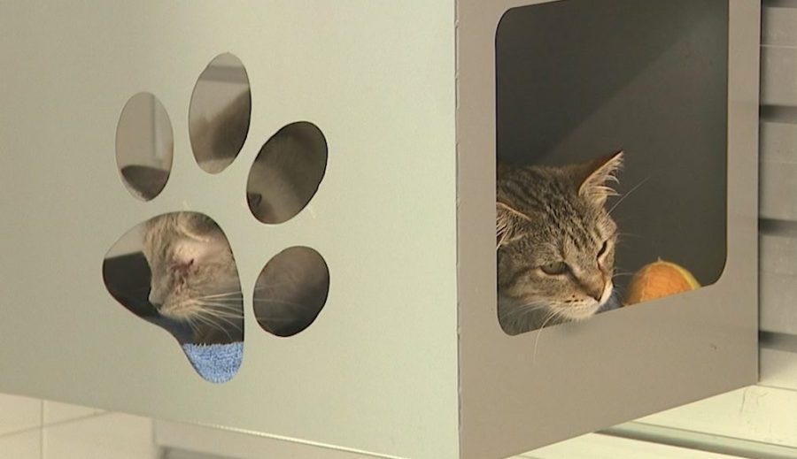 NOCO Humane takes in 108 cats from suspected hoarding situations
