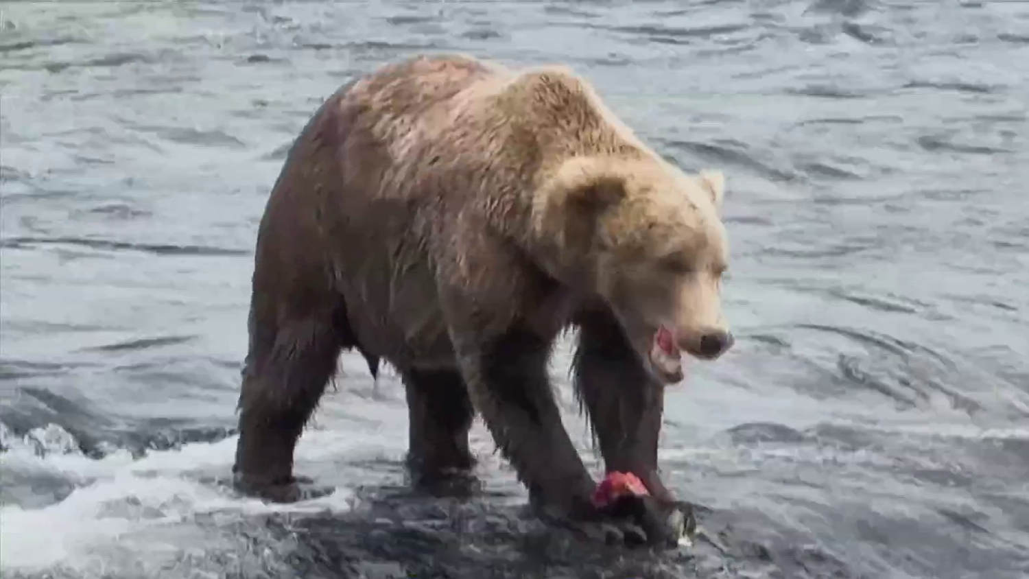 'Fat Bear Week' to return with internet voting on Alaska's chunkiest ursine ahead of hibernation