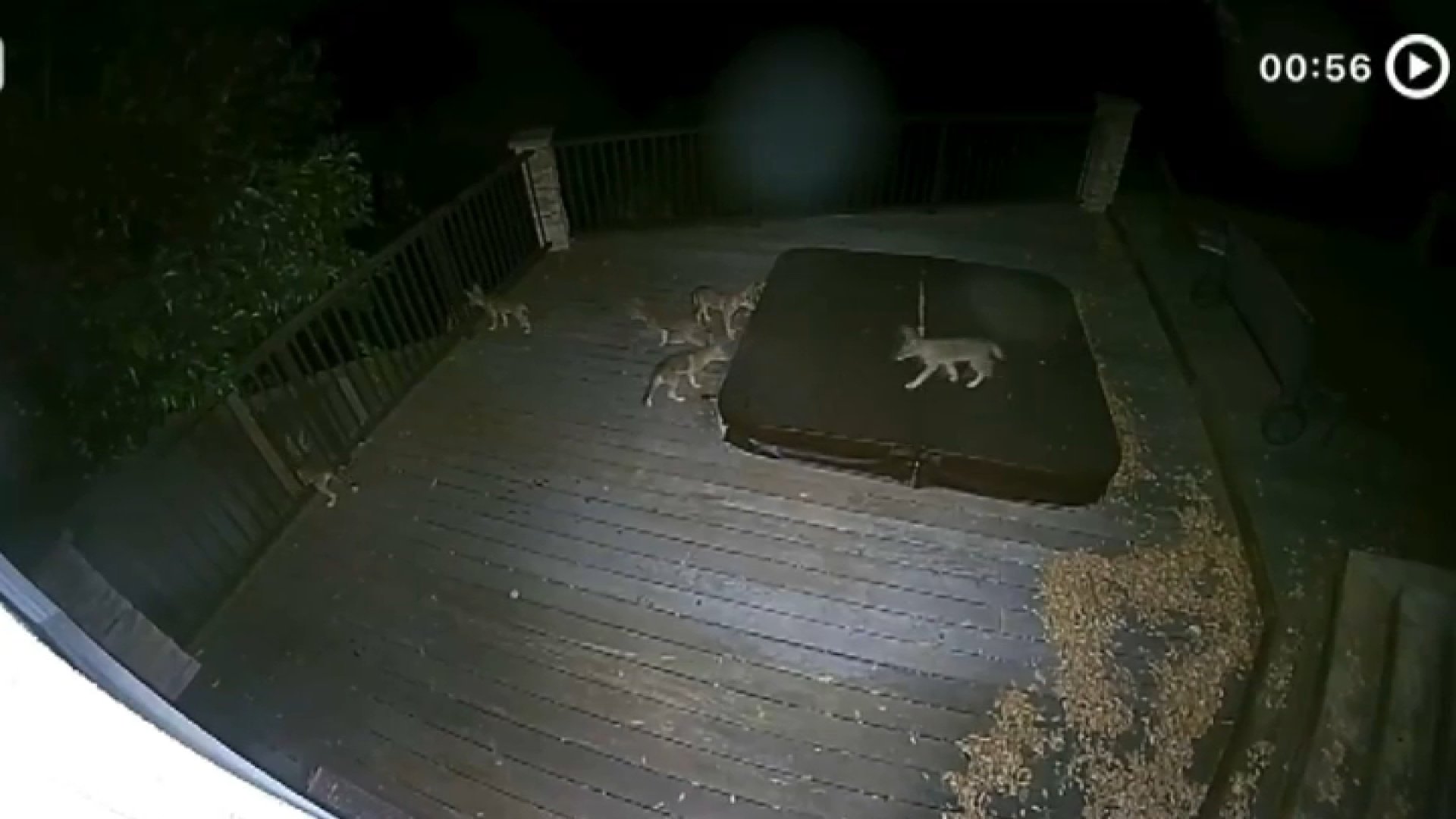 Coyotes moving into backyards in San Jose's Willow Glen, residents say