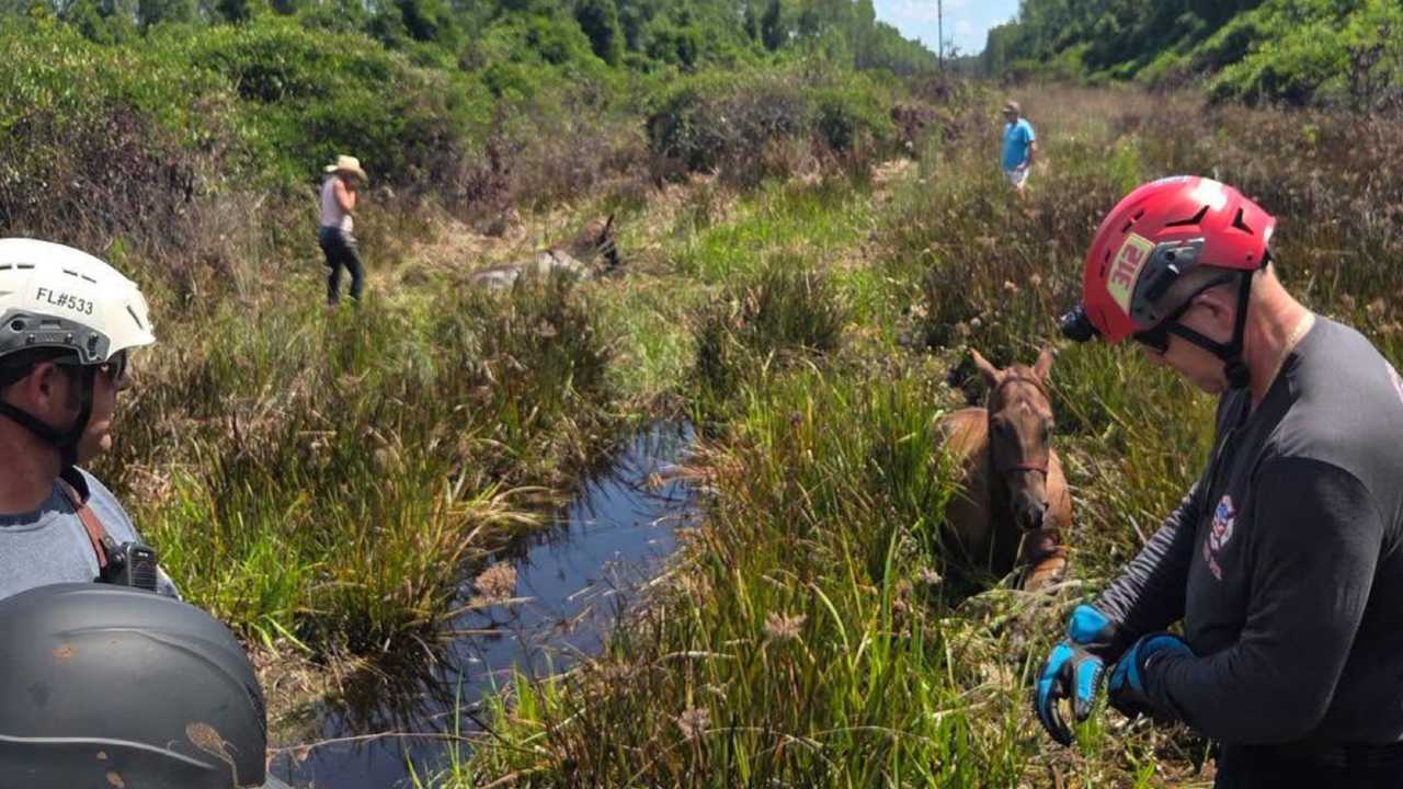 Volusia, Flagler rescuers free horses stuck in mud