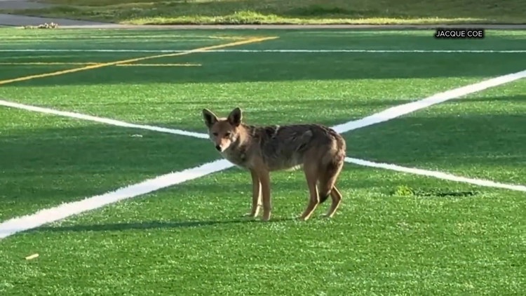 Seattle is prime habitat for coyotes, UW researchers find