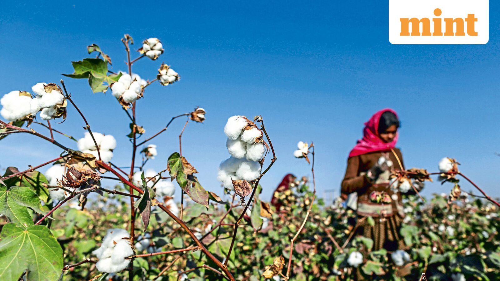 India revamps cotton testing labs amid govt’s push for global cotton and textile hub