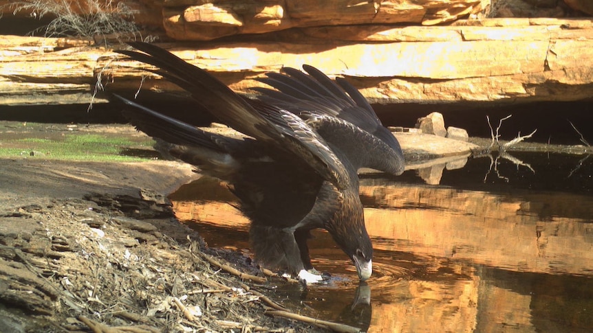 Remote waterhole live stream a window into secrets of NT desert