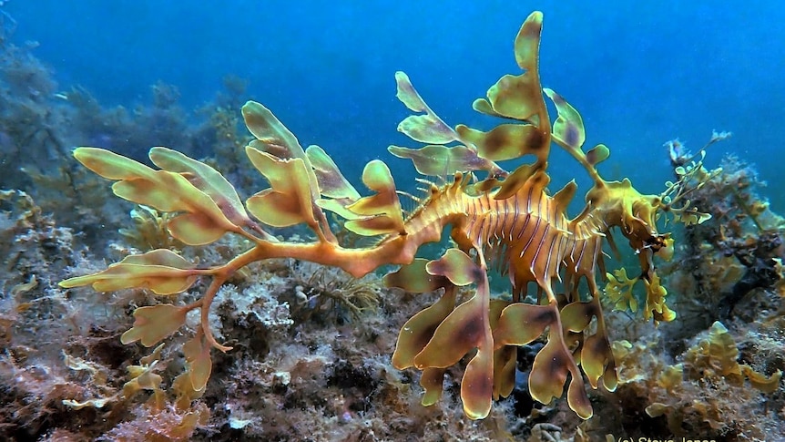 Nearly 1,700 sea dragons reported dead during SA's algal bloom