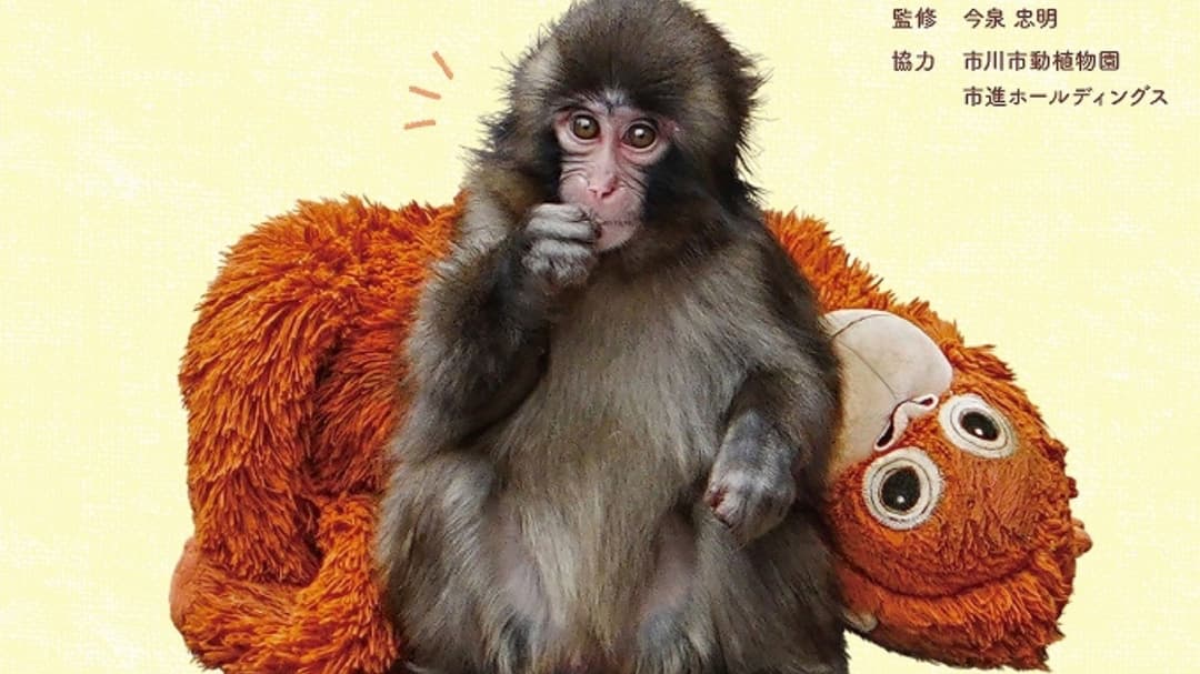 Viral baby monkey Punch’s incredible journey is becoming a book
