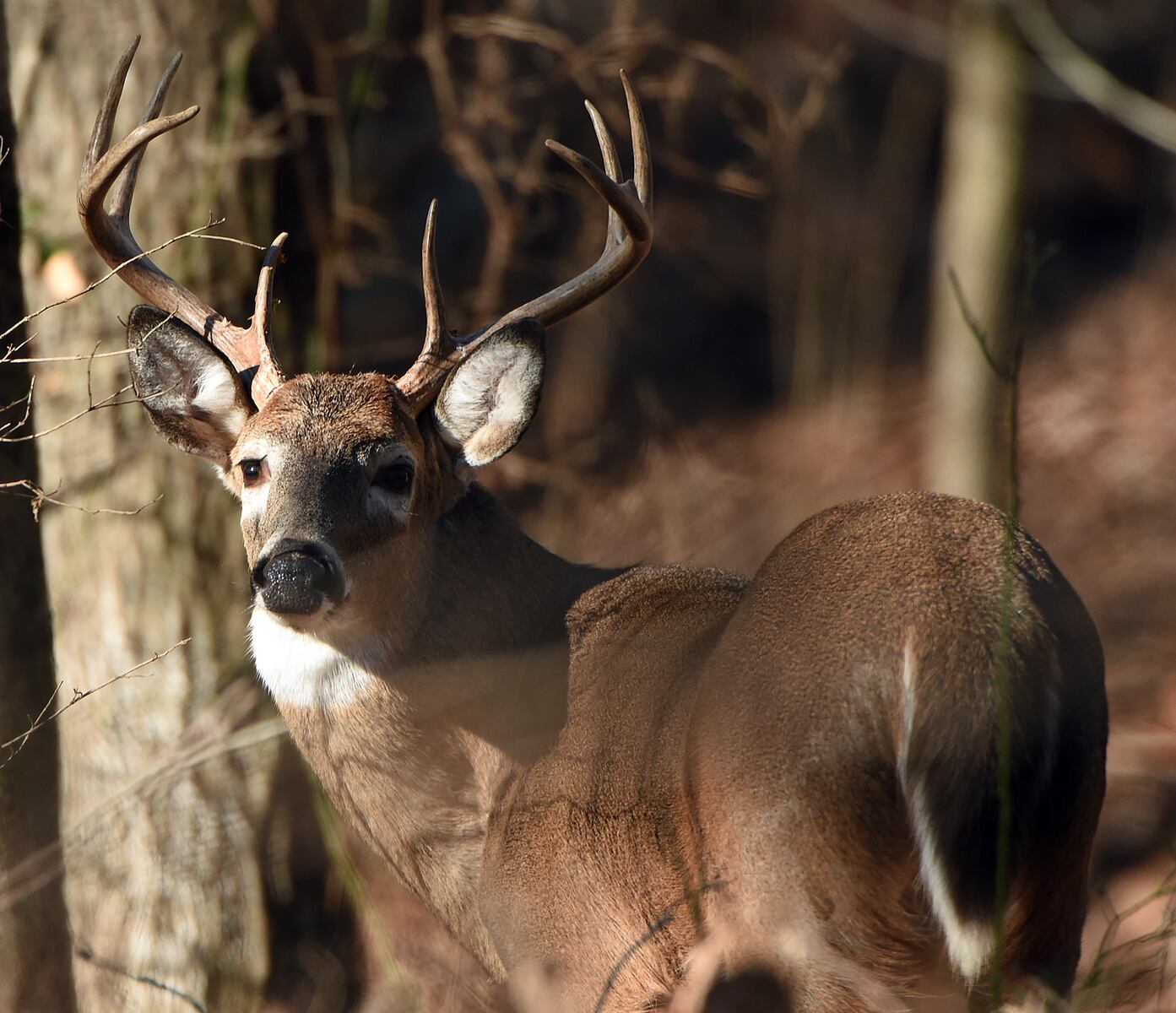 Pa. archery season opens as bowhunters outpace firearms in deer harvest