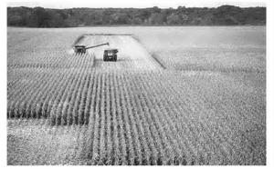 Illinois farmers are farming the government for cash