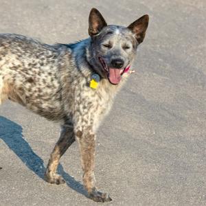 Meet the Post-Dispatch pets of the week: A heeler, a pit mix and a horse