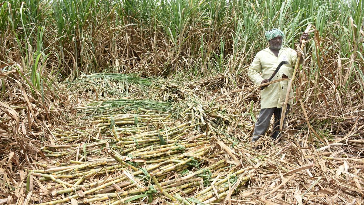 Sugarcane growers seek FRP of ₹4,500