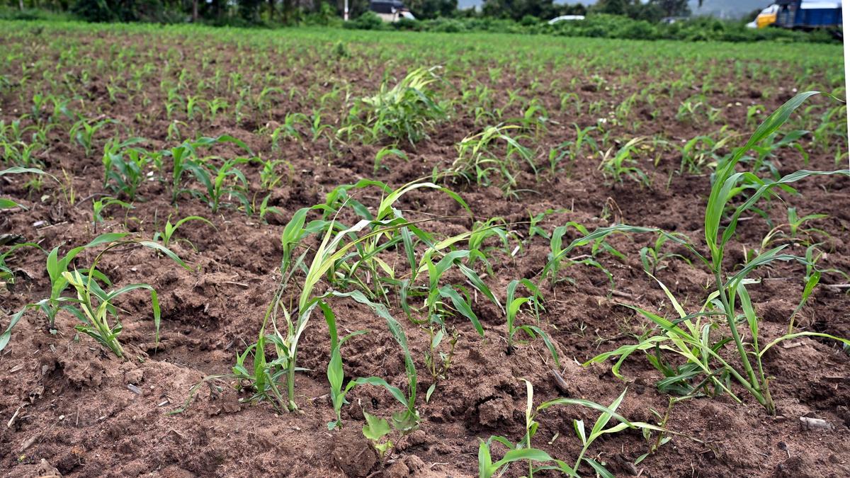 Banks to offer financial respite to farmers in 101 drought-hit taluks in Karnataka