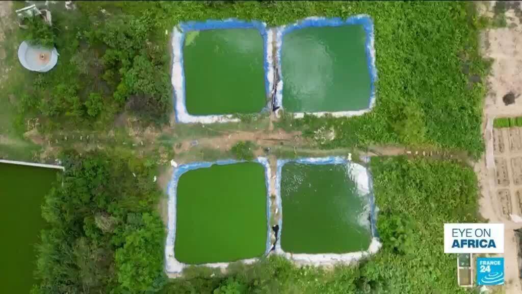 Senegal farmers turn to fish and rice farming