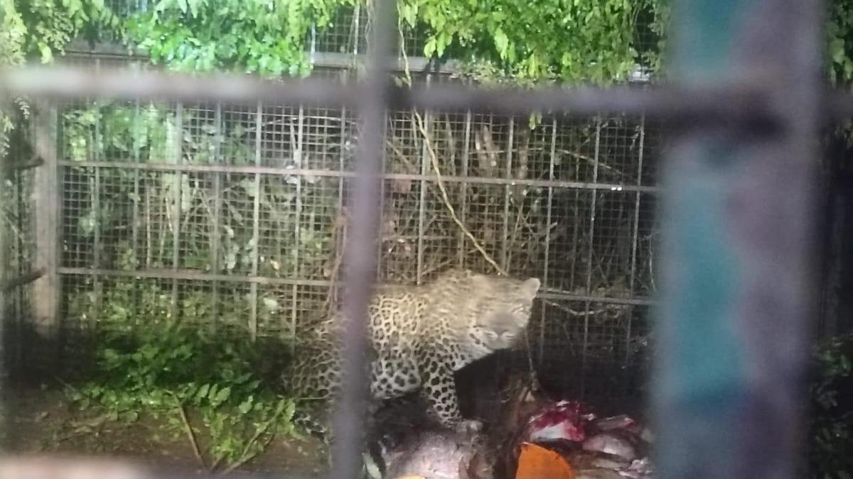 Leopard trapped in cage kept for O’Valley tiger, released back into forest