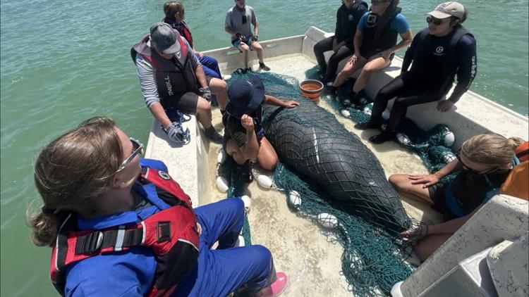 Manatee to be released at Eckerd College after rehabilitation