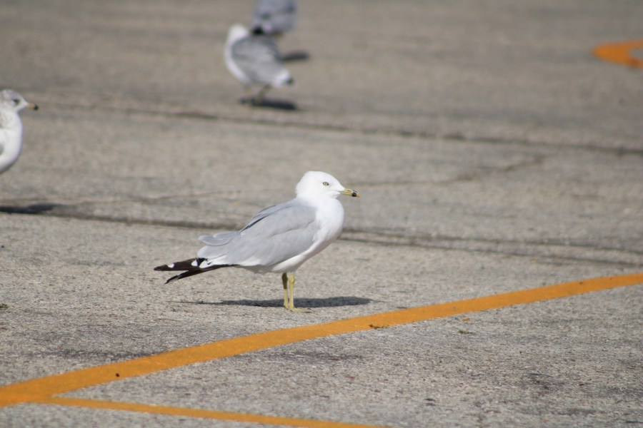 Bags of dead gulls collected in local animal cruelty case