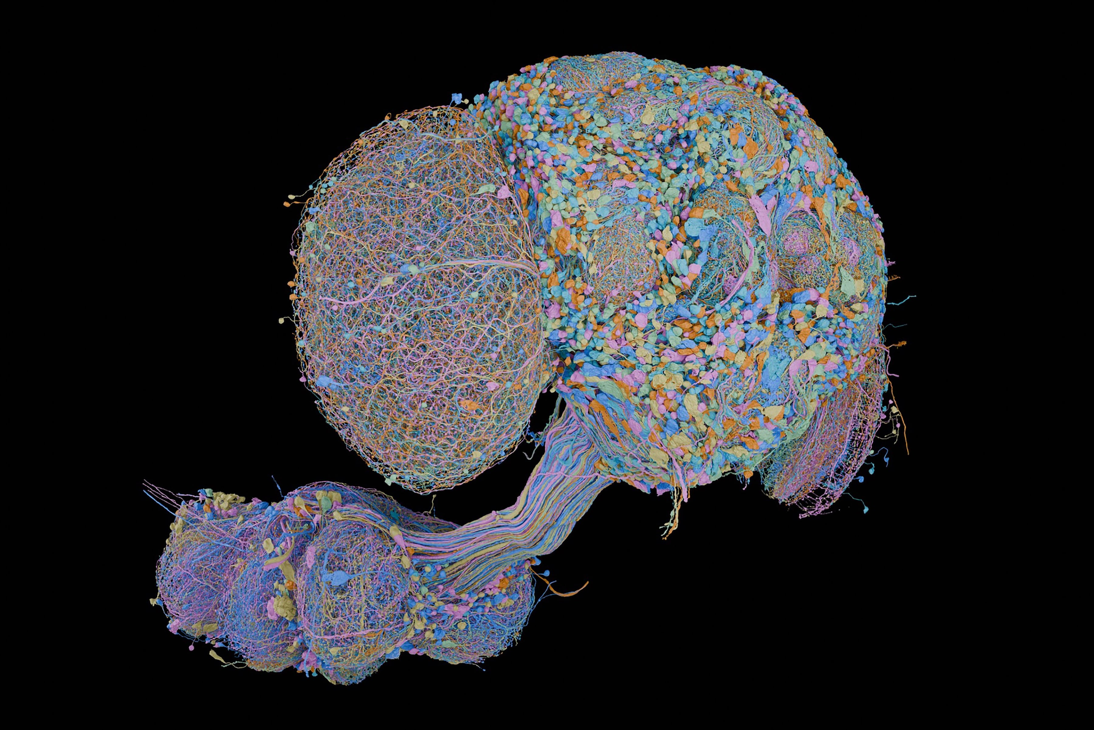 Is there anything a fruit fly brain can’t do?