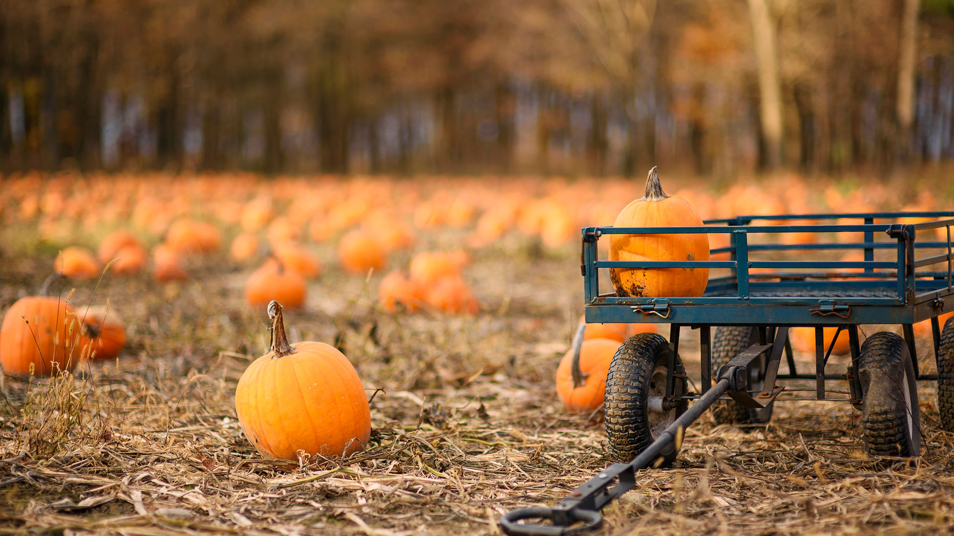 Farmers across the US have grim news about pumpkin patch season this year