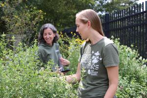 Smyrna promotes pollinator conservation with pocket gardens