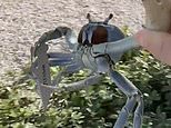 Only in Florida! Terrifying moment crab armed with a BLADE swipes at homeowner and his dog
