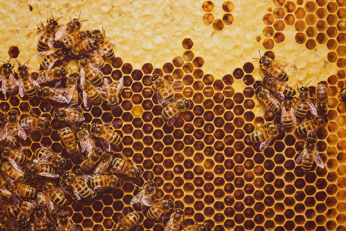 Does looking at a sponge or honeycomb make you uncomfortable? There’s a name for that