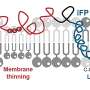 Two spike 'keys' work together to let SARS-CoV-2 enter cells, study reveals