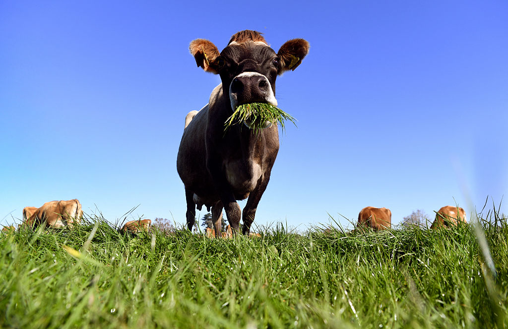 Brown County rabies case: Owner, children, and vets exposed after cow showed odd behavior