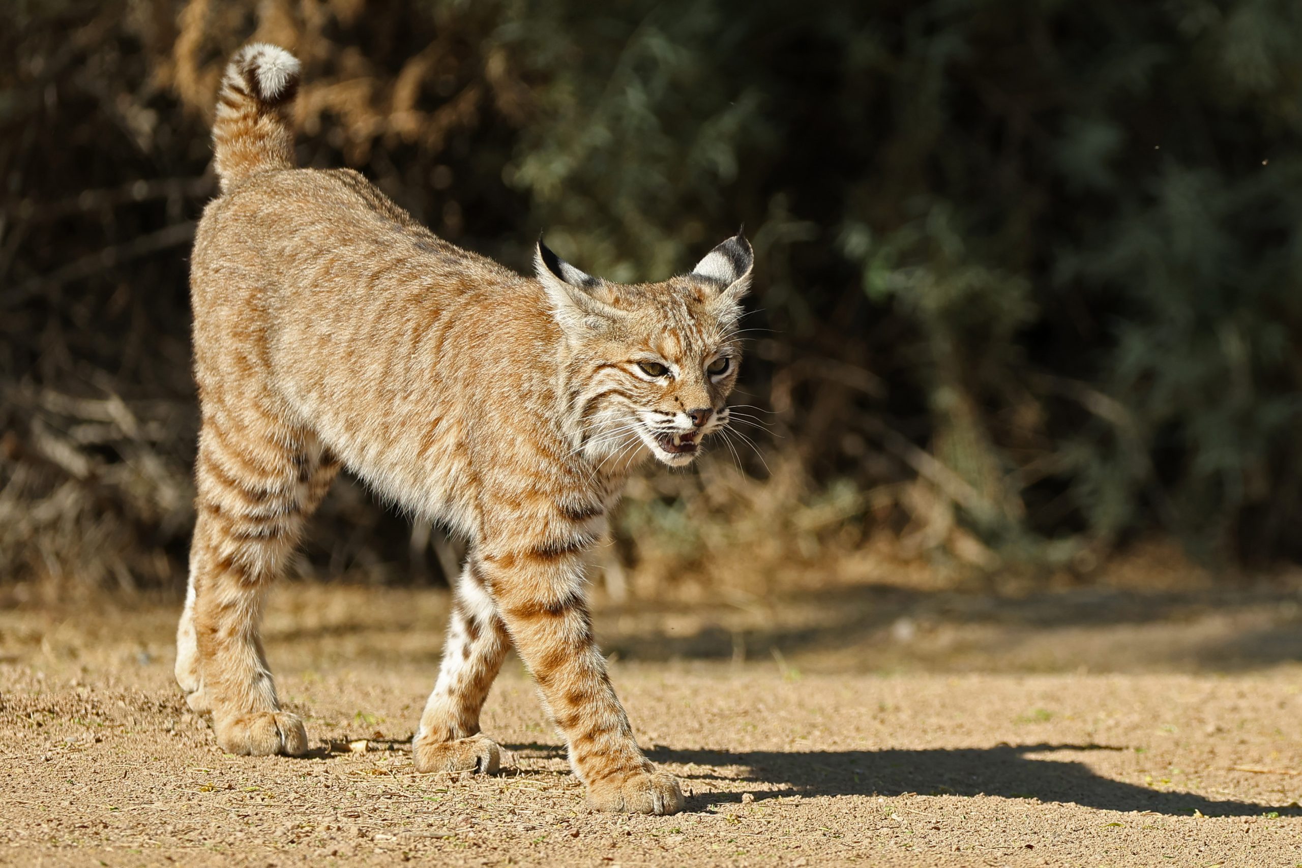 Rabid bobcat mauls pet dog, charges at wife before Arizona homeowner shoots it dead