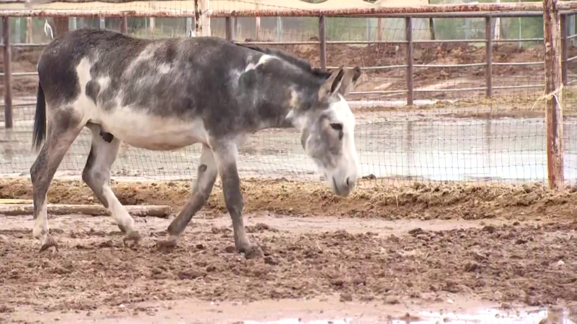 ‘A lost cause’: Pinal County farm battles severe flooding for second year