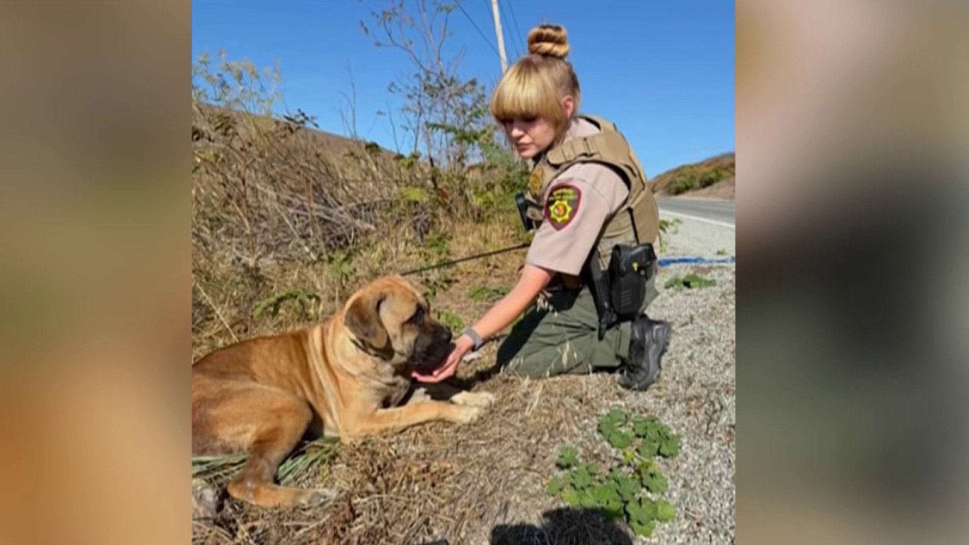 Deputies help rescue abandoned dogs in Vallejo