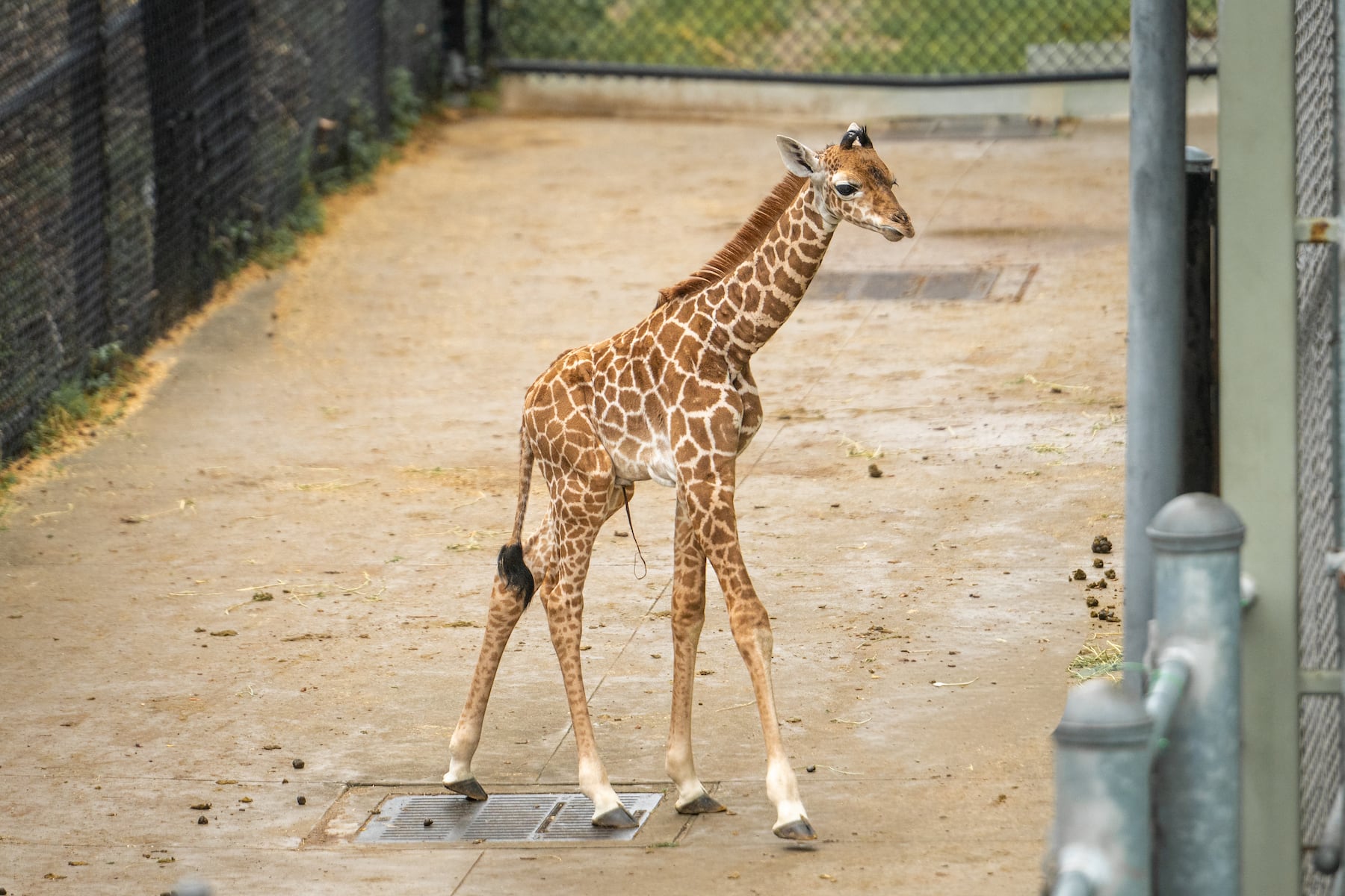 Toledo Zoo announces birth of endangered giraffe calf