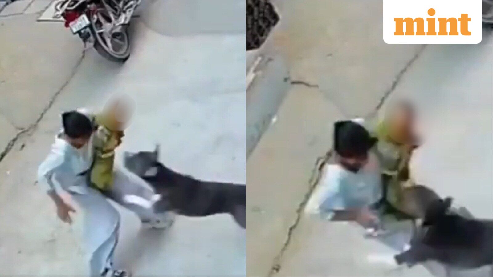 Pit bull mauls 6-month-old during walk in Haryana's Sonipat; baby critical, CCTV captures attack