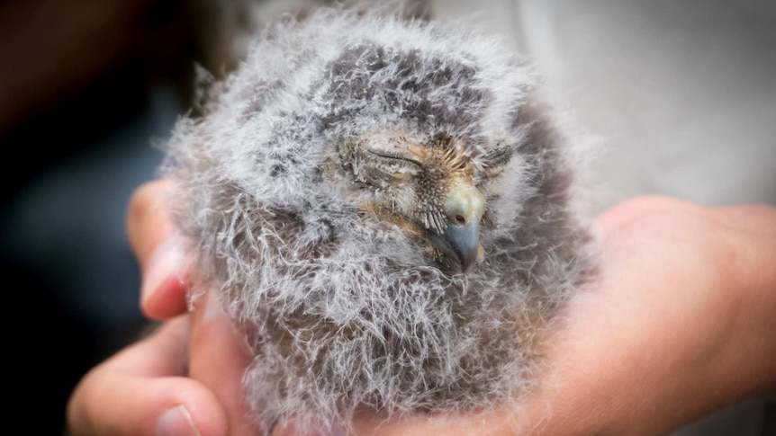 Inbred owl faces extinction without genetic rescue, scientists warn