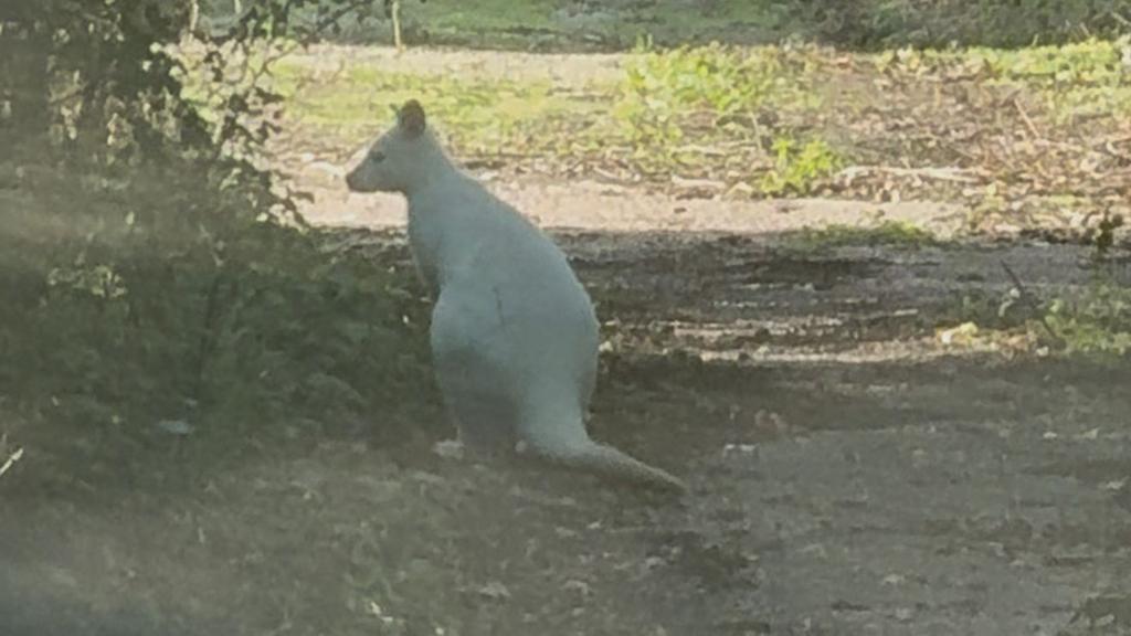 White wallaby hops through Suffolk countryside