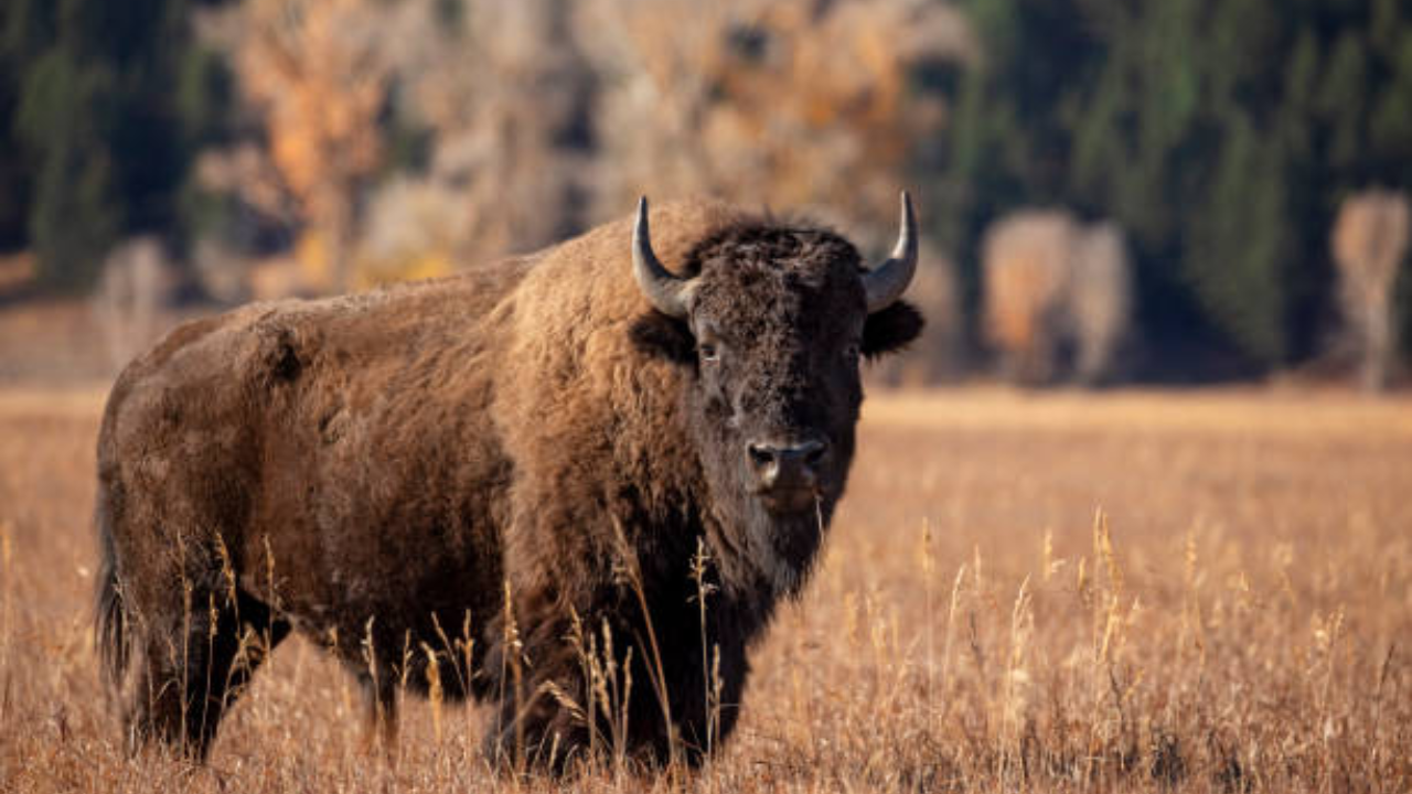 America’s bison fell from tens of millions to 1,000; tribes are bringing them back