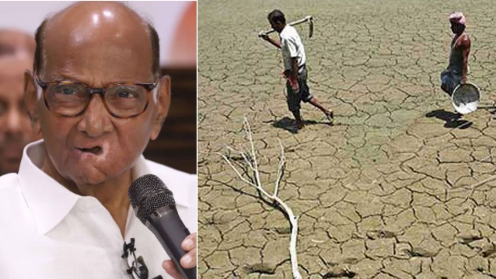 Maharashtra drought: Sharad Pawar seeks Rs 50,000 per hectare aid for farmers