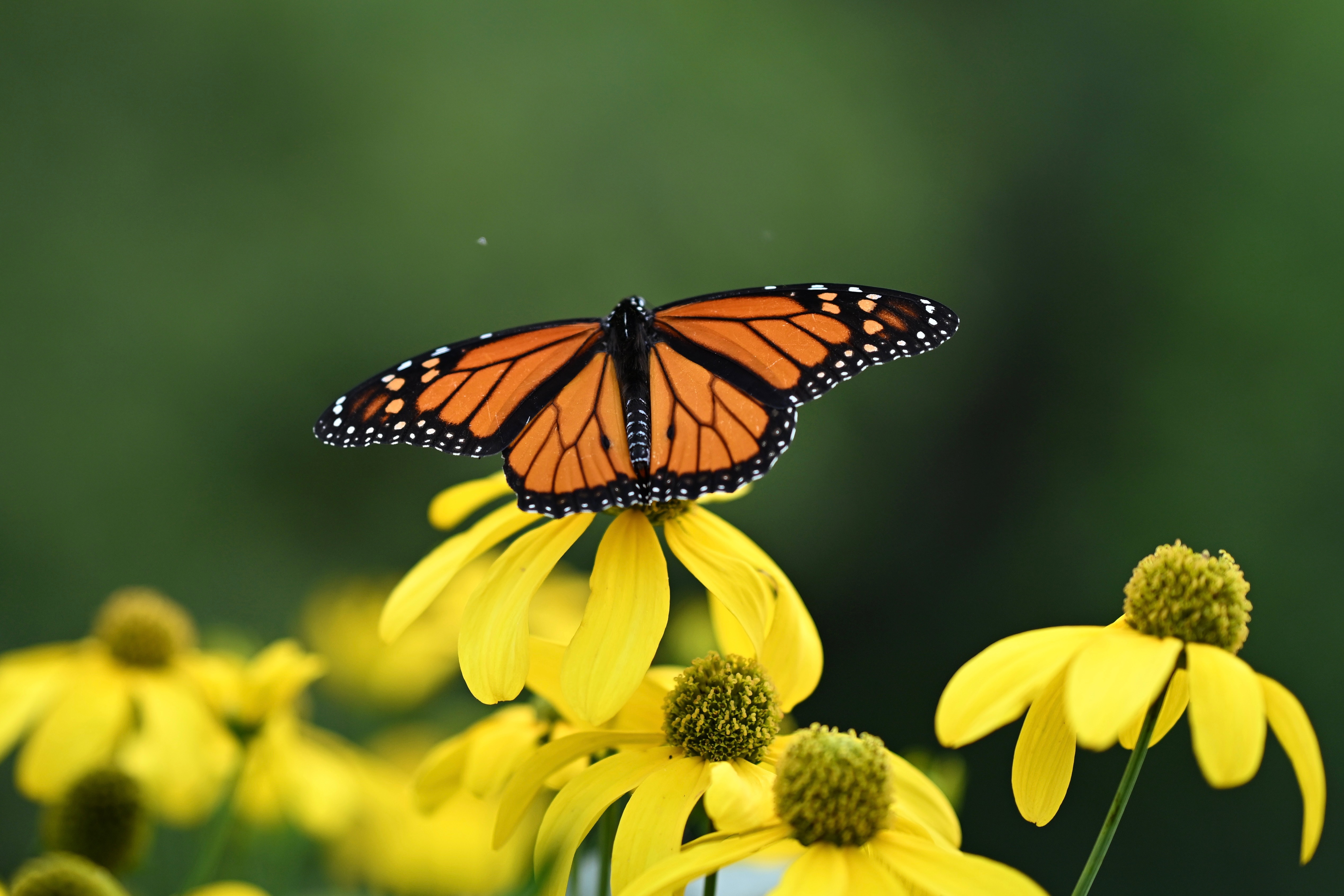 ‘They just have such a fantastic story’: How to help monarch butterflies during their migration season