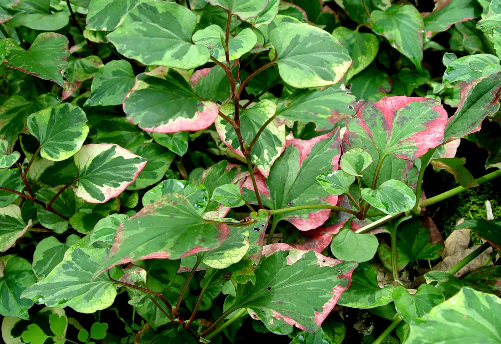 Be wary of gardeners bearing gifts: That free plant might be invasive