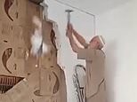 Syrian man finds his secret library untouched 15 years after he concealed it behind a wall and fled Assad and civil war