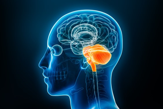 You Have Two Brains, Not One