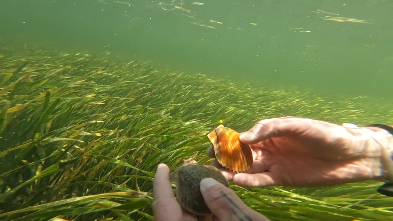 Florida man dies while scalloping: WCSO