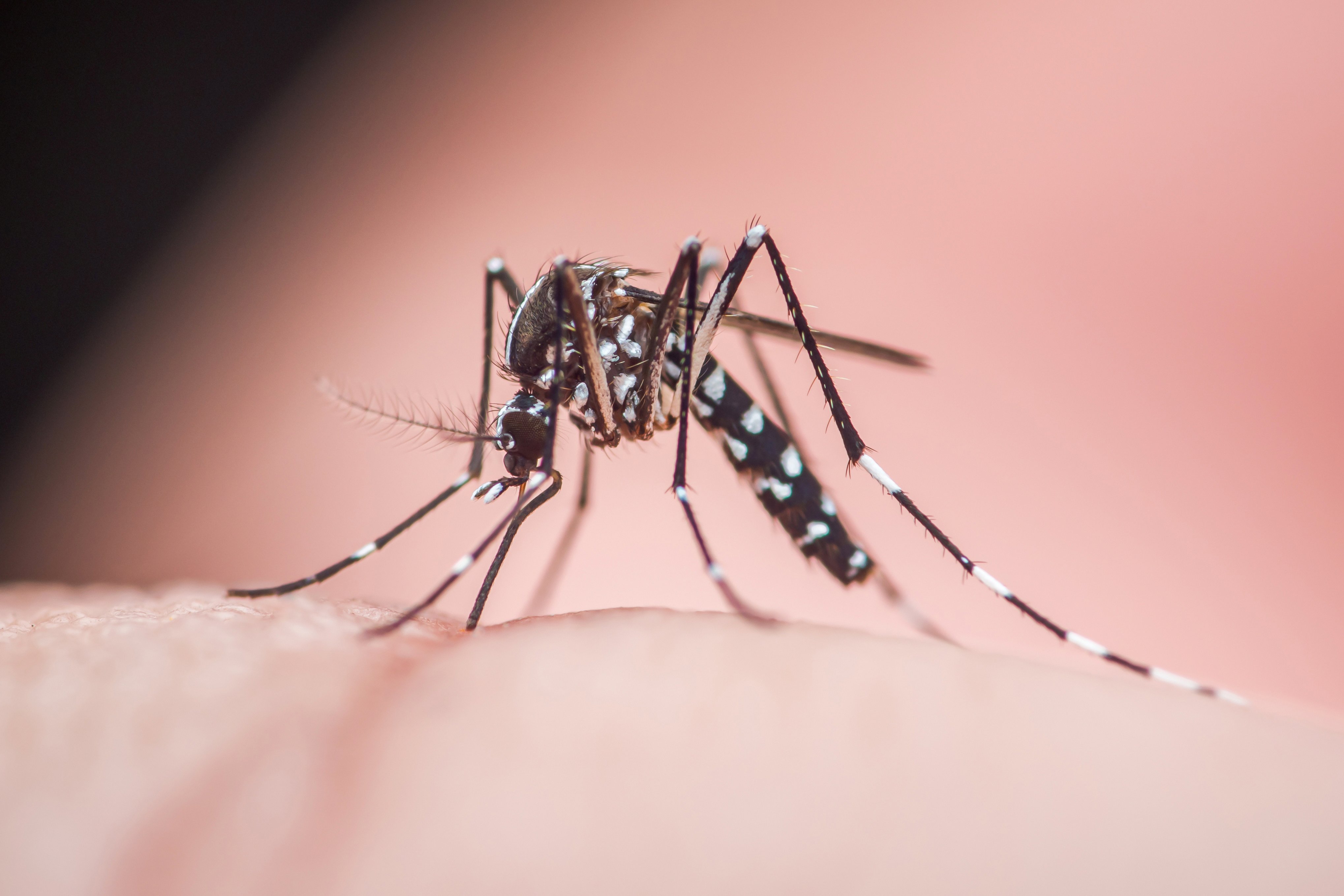 FL health department proposes allowing pharmacists to administer chikungunya vaccine